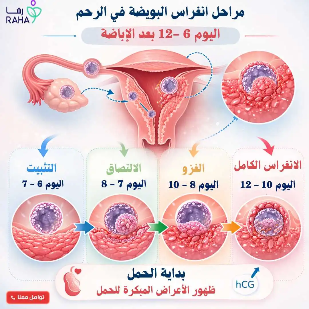 ما هو انغراس البويضة ومتى يحدث؟